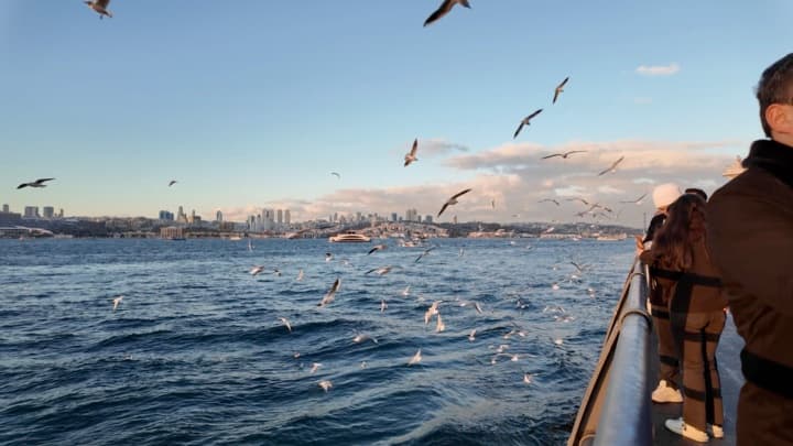 Istanbul Ferry Seagulls, a Nature live wallpaper for Mac