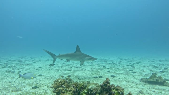 Reef Shark Glide, a Nature live wallpaper for Mac
