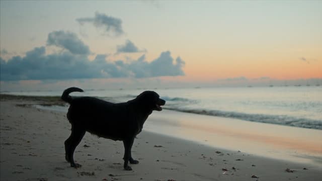 Black Dog Beach Sunrise, a Nature live wallpaper for Mac