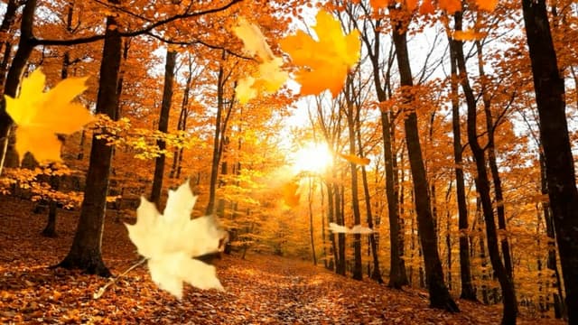 Autumn Forest Sunset, a Nature live wallpaper for Mac