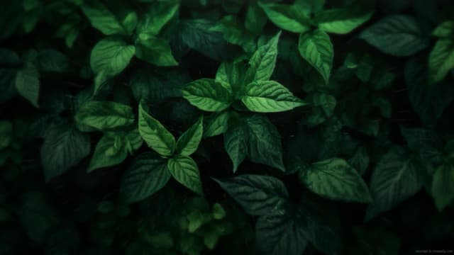 Deep Green Foliage, a Nature live wallpaper for Mac