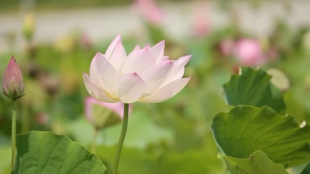 Pink Lotus Bloom, a Nature live wallpaper for Mac