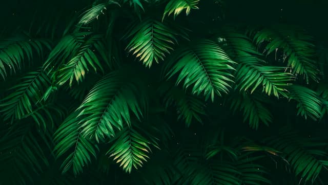 Gentle Fern Leaves, a Nature live wallpaper for Mac
