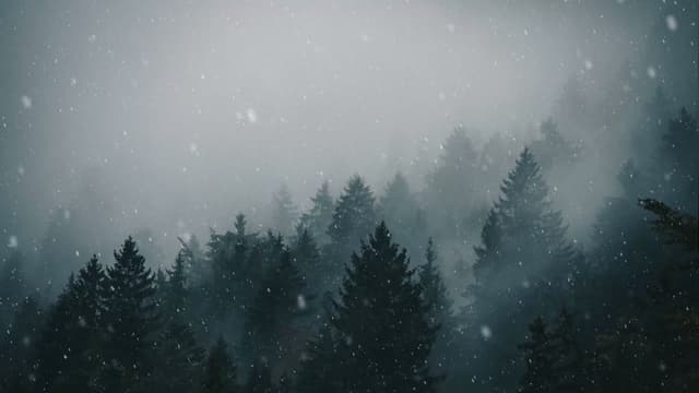 Snowy Pine Forest, a Nature live wallpaper for Mac